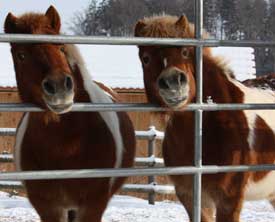 Ponys im Winter